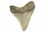 Fossil Megalodon Tooth - North Carolina #190770-1